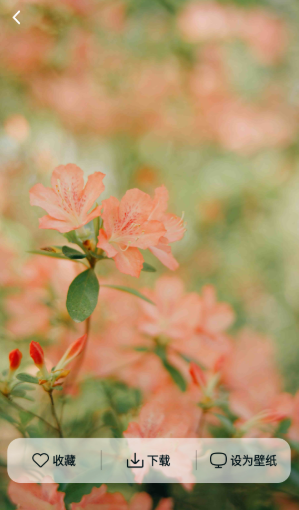 灵蝶壁纸app手机版 灵蝶壁纸app手机版