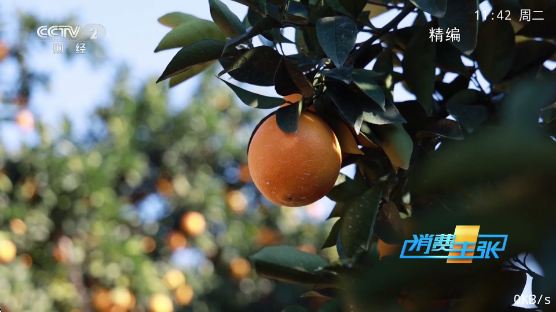 ����TVapp����