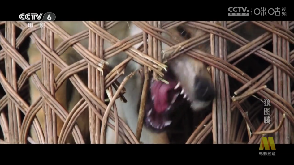 �׷�tv�������°�v1.0.0 �ֻ���