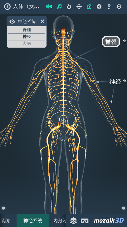 humanbodyٷ2025