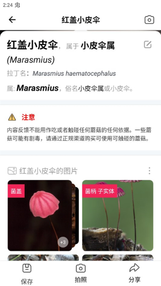 Ģʶɨһɨعٷ(Picture Mushroom)