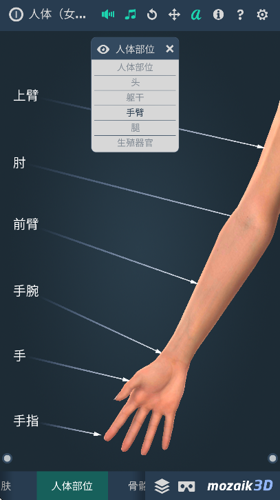 humanbodyٷ2025(Human body female)v1.0 Ѱ