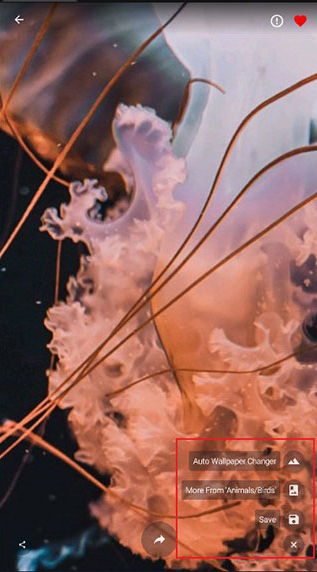 4K Wallpapersapp°