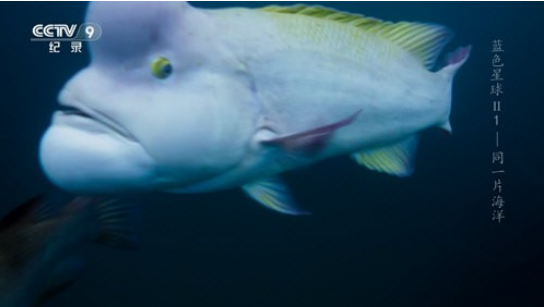 ���TV������