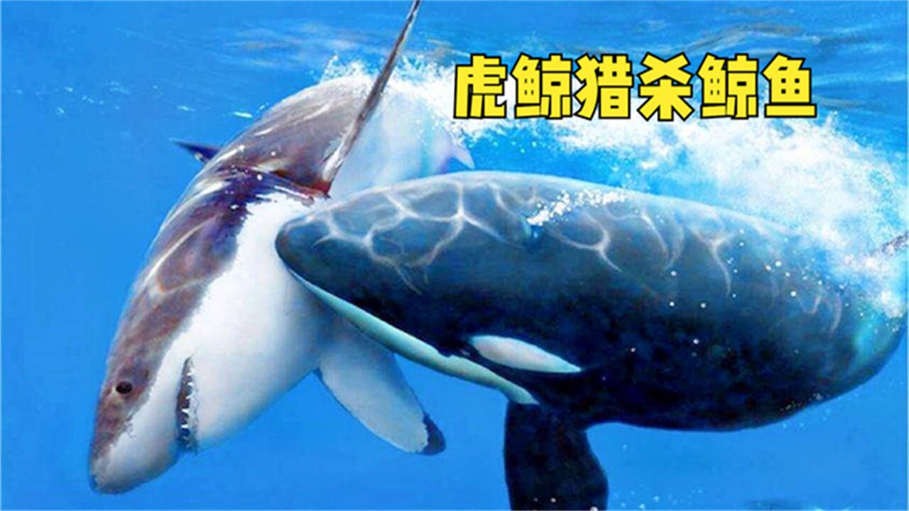 ��������Ⱥ�岶��ս��ʵ��ͼƬ