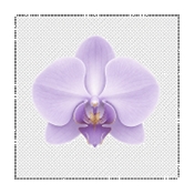 ���� Morchid1.4.27 ������������