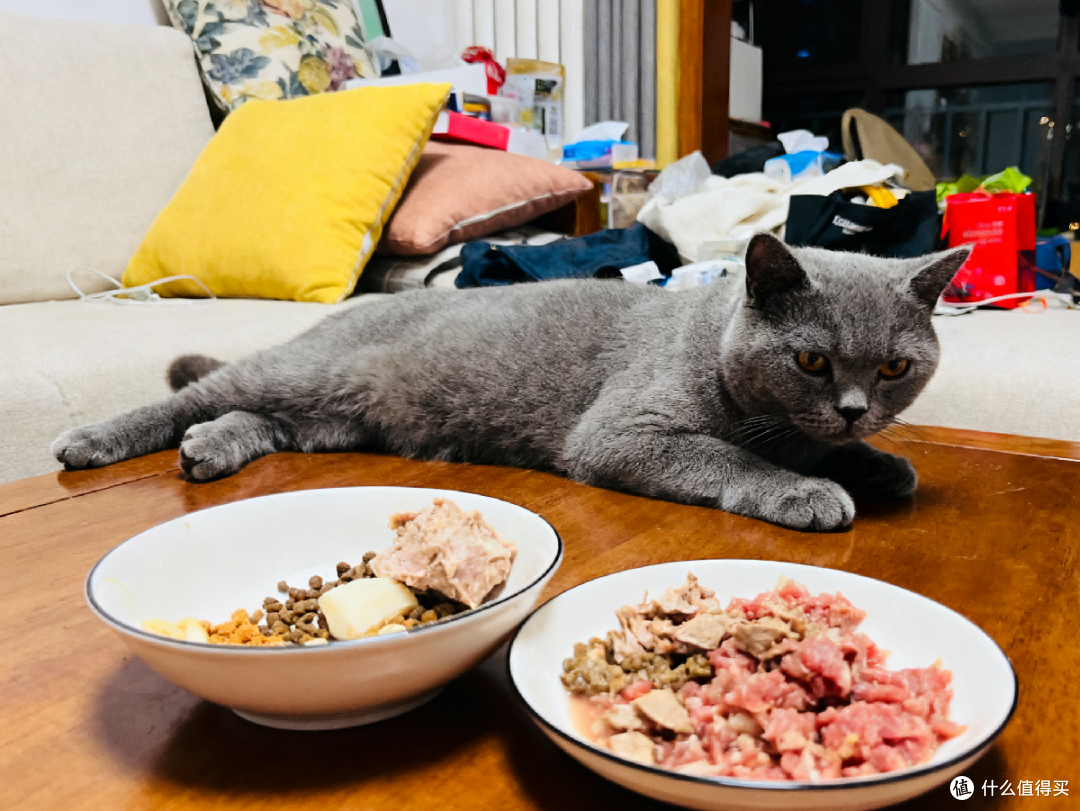 è�ַ�����è��Ӫ��è��ʳ�Ĵ������Ʒչʾ