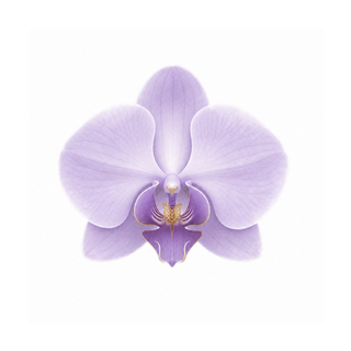 ����Morchid���¶�̬����Ʒ�ϼ� �����ͼ ����Morchid