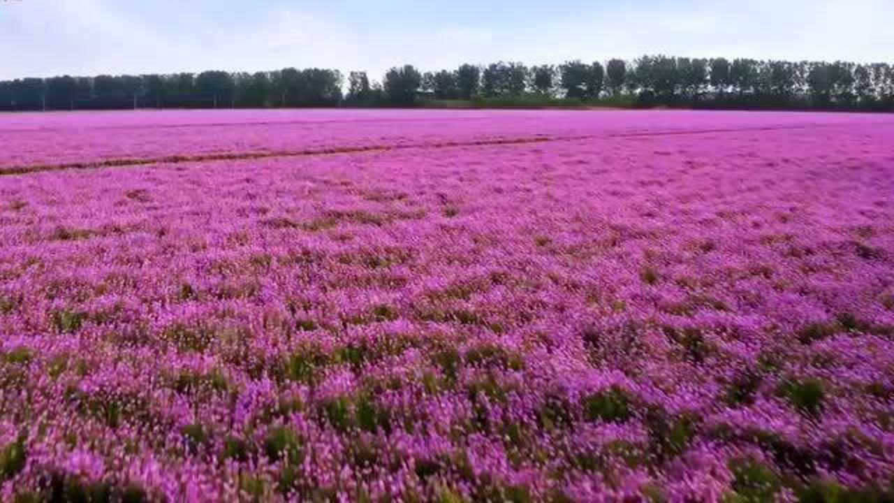���������ɰ� ��׿�� ʹ�ý���