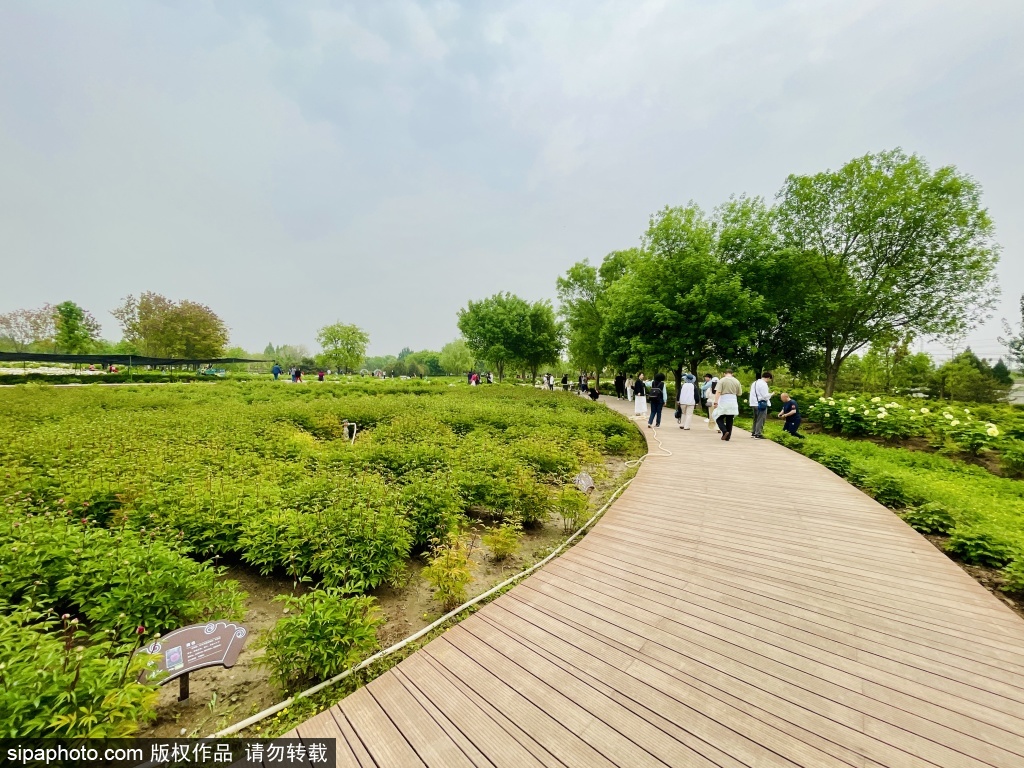 花游旅行 小众赏花路线拍照打卡地全景图