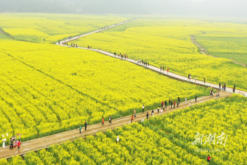 花游旅行 乡镇油菜花田小众赏花路线实拍