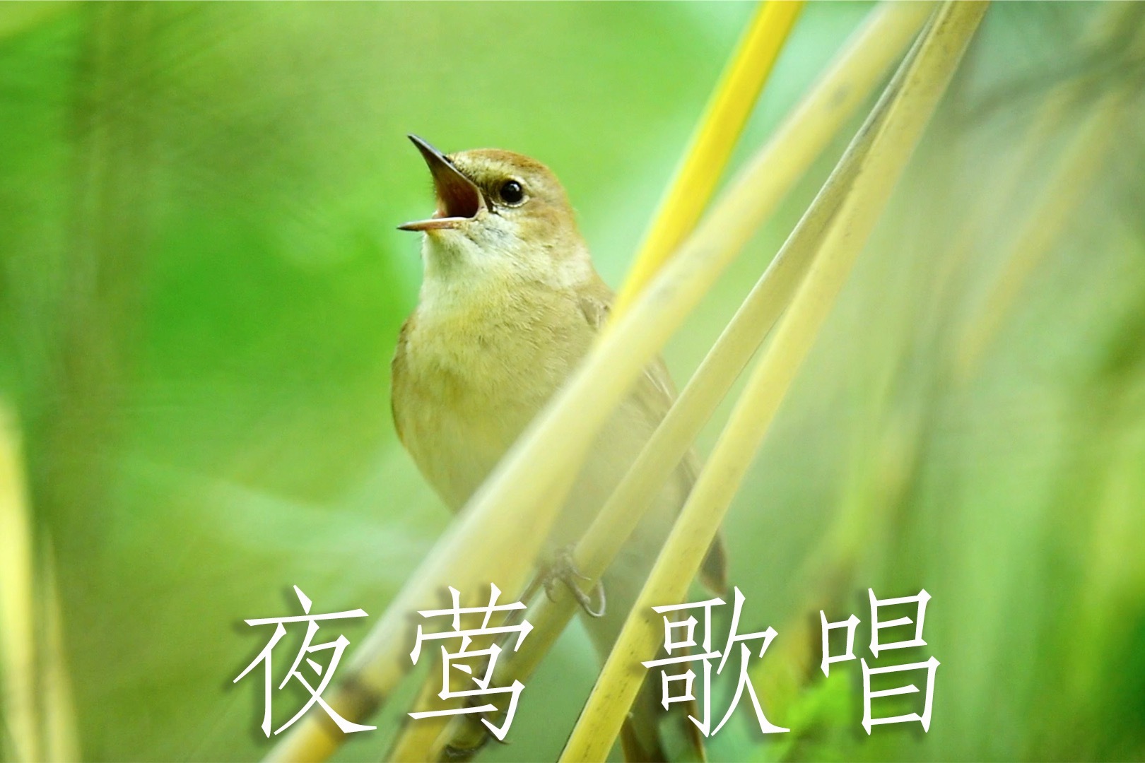 ������ �峿����������ͼ