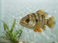 �����Ұ��ʵս���ɷ������ֱؿ�