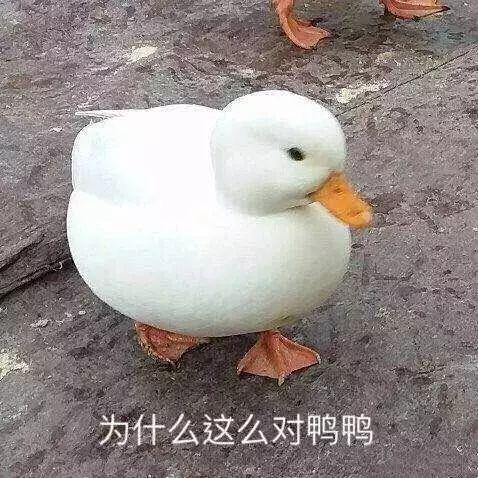 ����Ѽ�������ͼ ����Ѽ�������