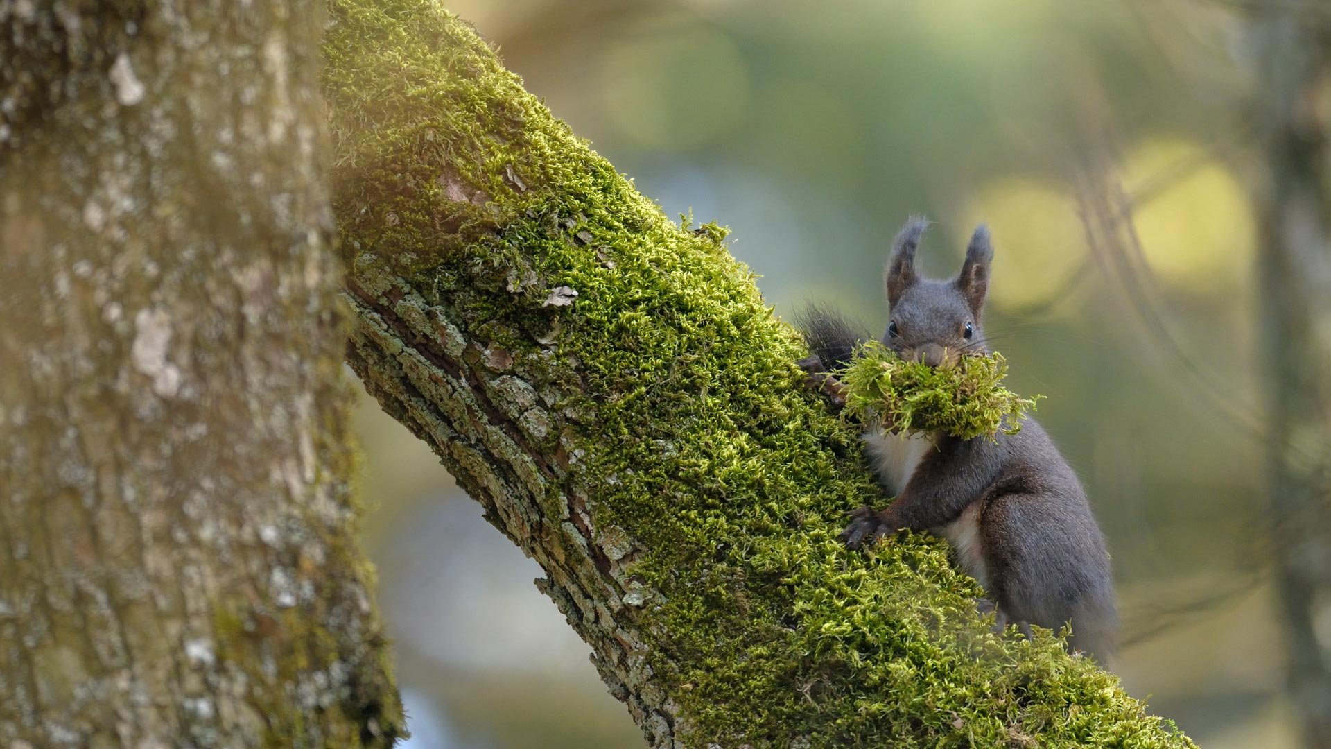 Twig ��׿�� ��������Ч��ͼ