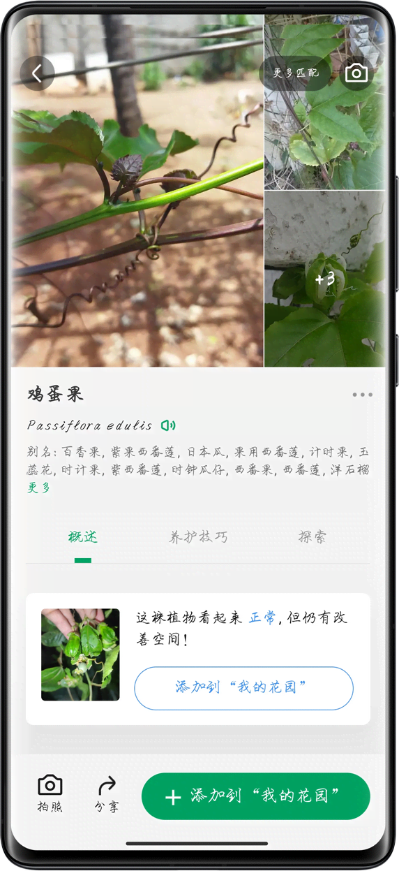 ֲ��ʶ���ʦ ʶ����ҳ�������붾����ʾ