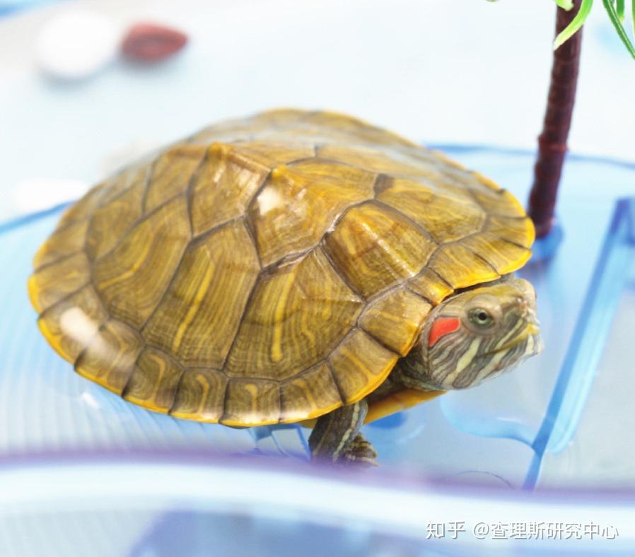 BE二次元探索者安卓版界面截图