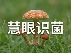 ����ʶ��������ٱ�𳣼�ʳ�þ�