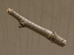 Twig��֦װ��DIY�����ֹ��̳�