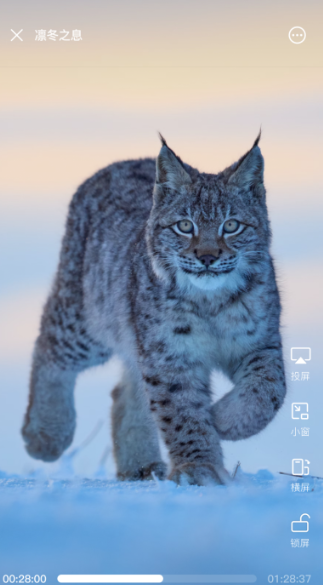 С���������׿������