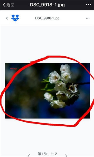 dropbox�ٷ�����