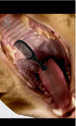 ��è��ë��׿������