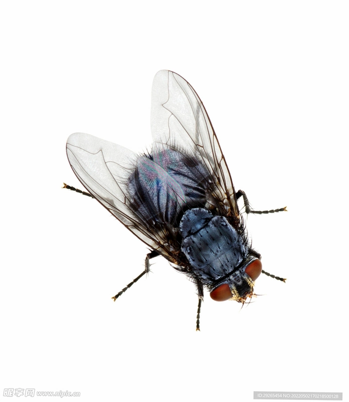 ��Ӭģ���� Fly Simulator1.0 ģ����Ϸ