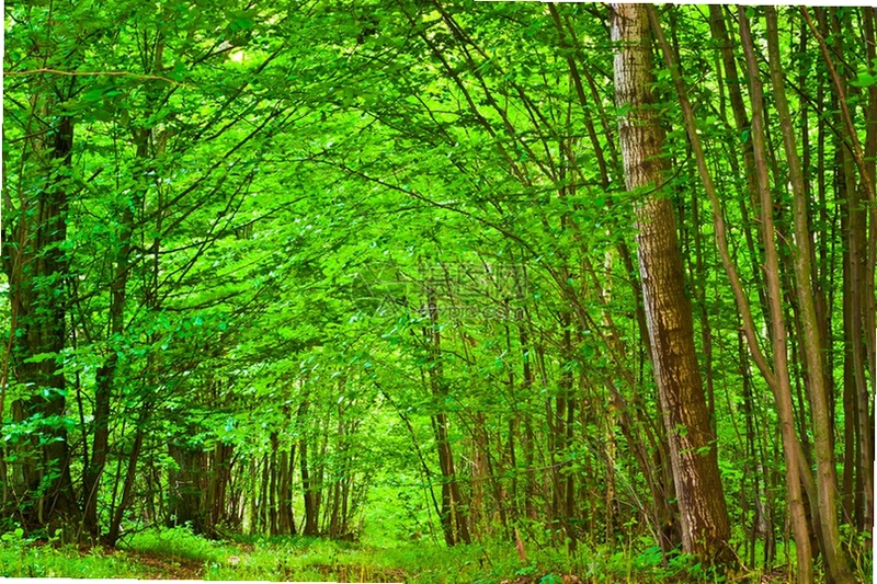 ɭ�� The Forest0.68 ���԰�