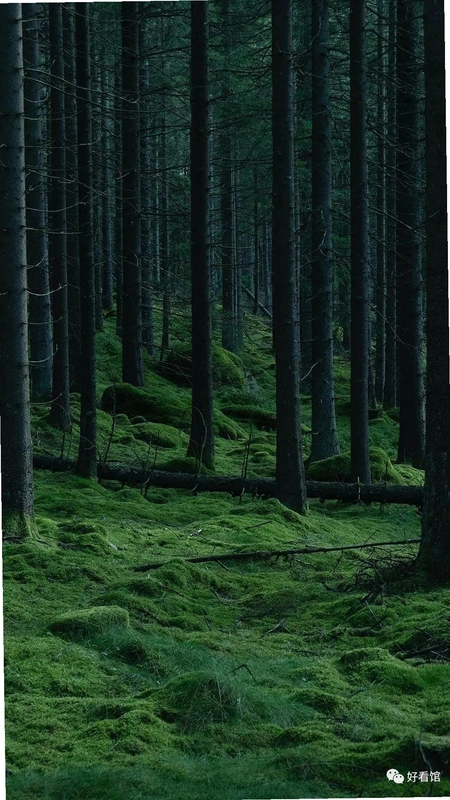 ɭ�� The Forest0.68 ���԰�