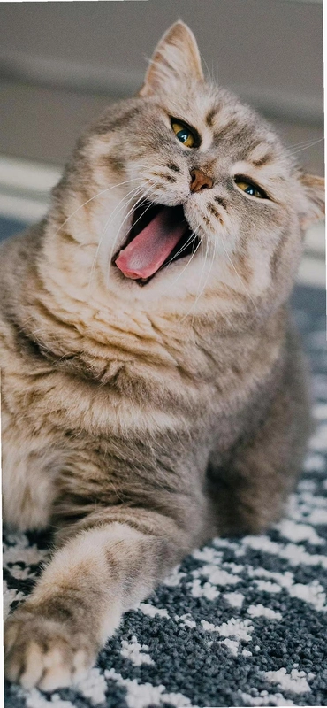 MEG 9: ʧ�����v1.0 ���İ�