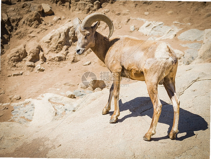 ��Ϣ�� Qixidi2026 �ٷ����İ�
