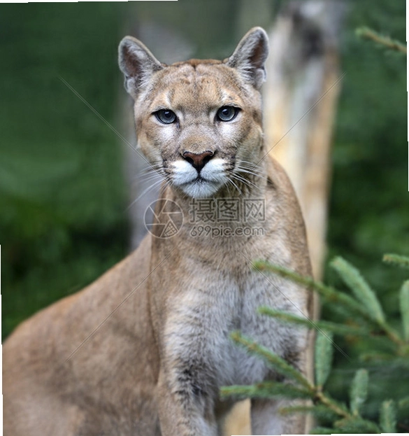 Ұ���������ʨ������ Puma Simulator2026 Ұ������ģ��