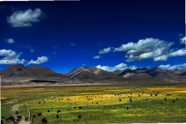 ����̽�� Tibet Quest2026 ���İ�