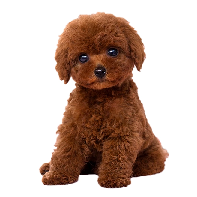 Ѱ��̩��2 Find Teddy 21.2.0 ��׿��
