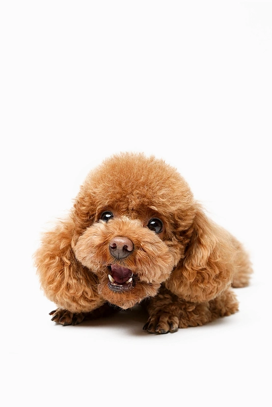 Ѱ��̩��2 Find Teddy 21.2.0 ��׿��