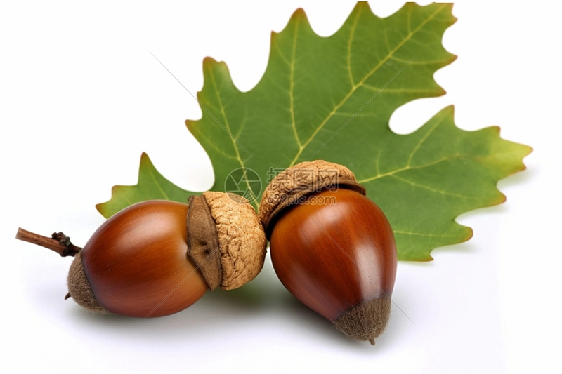 ��ʵ���� Acorn Story2026 ���°�