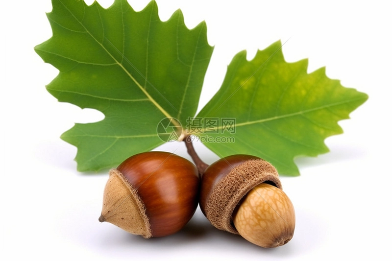 ��ʵ���� Acorn Story2026 ���°�