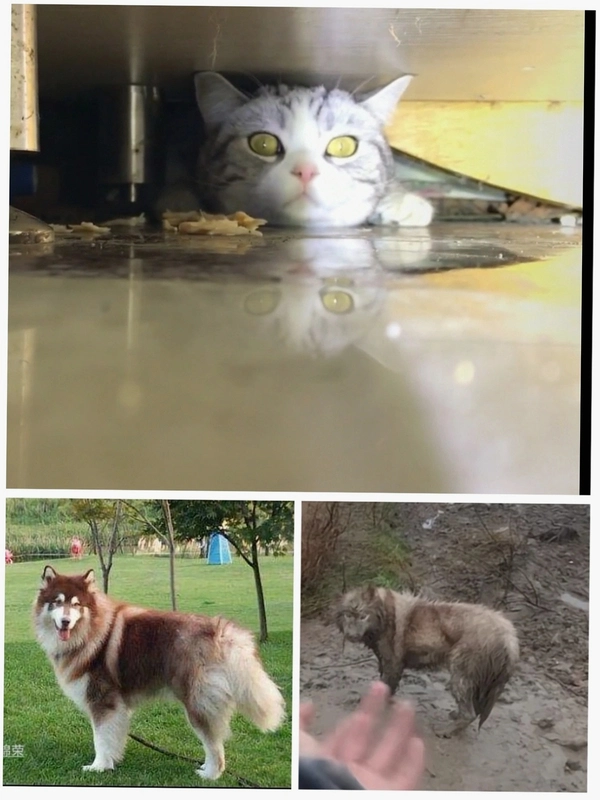 ������̽ Pet Detective2026 ���°�