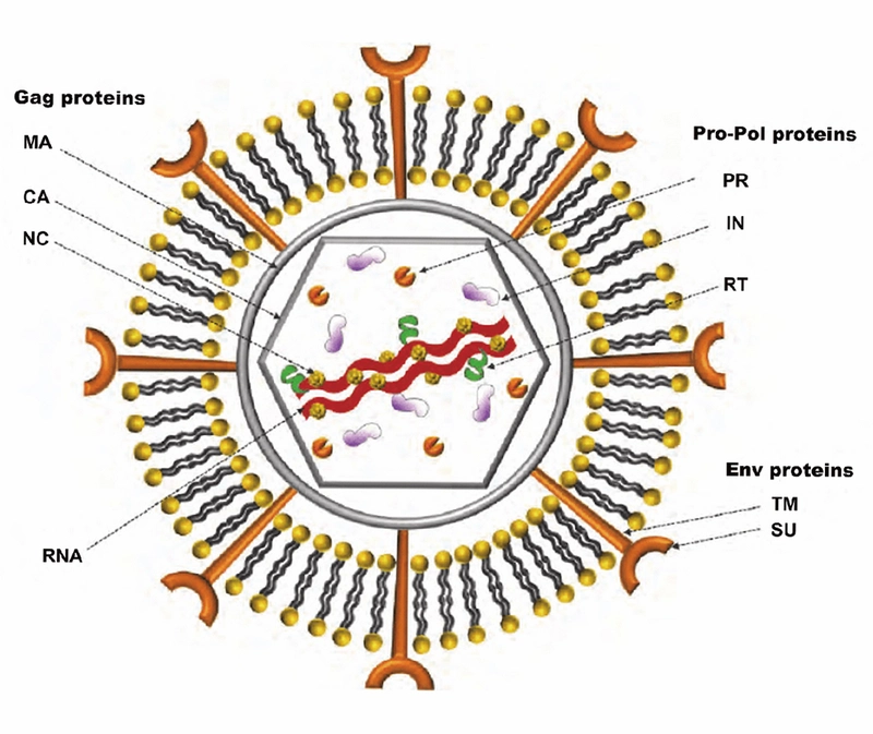 ��ת¼���� Retrovirus2026 ���İ�