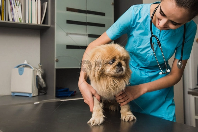 ������ҽ:������Ԯ�� Pet Vet: Coastal Rescue ���������������� 2026 ���°�