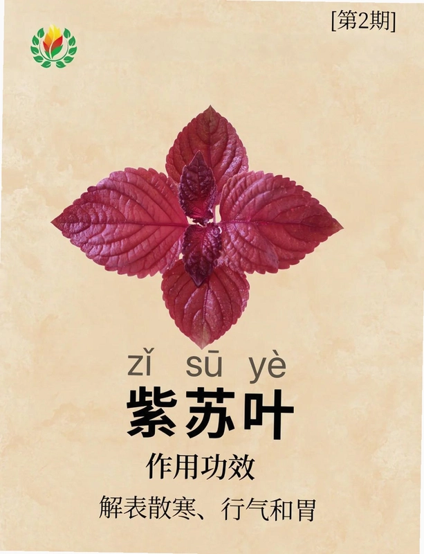 ����֮Ҷ Purple Leaf2026 ���°�