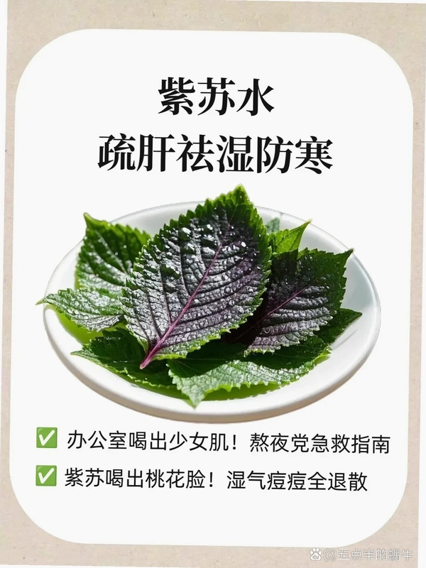 ����֮Ҷ Purple Leaf2026 ���°�
