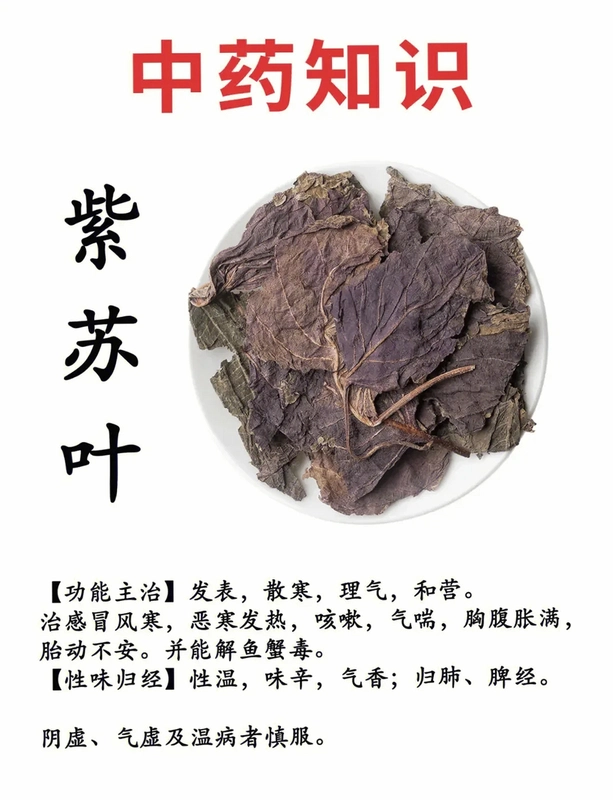 ����֮Ҷ Purple Leaf2026 ���°�