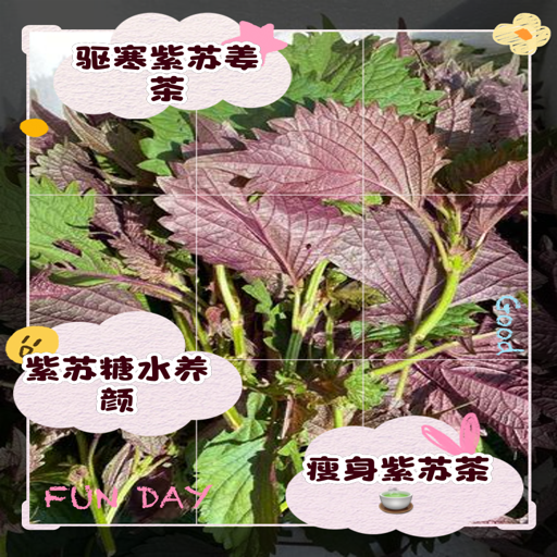 ����֮Ҷ Zisu Zhiye1.0.0 ��ʽ��