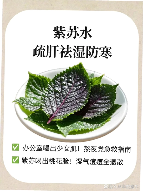 ����֮Ҷ Zisu Zhiye1.0.0 ��ʽ��