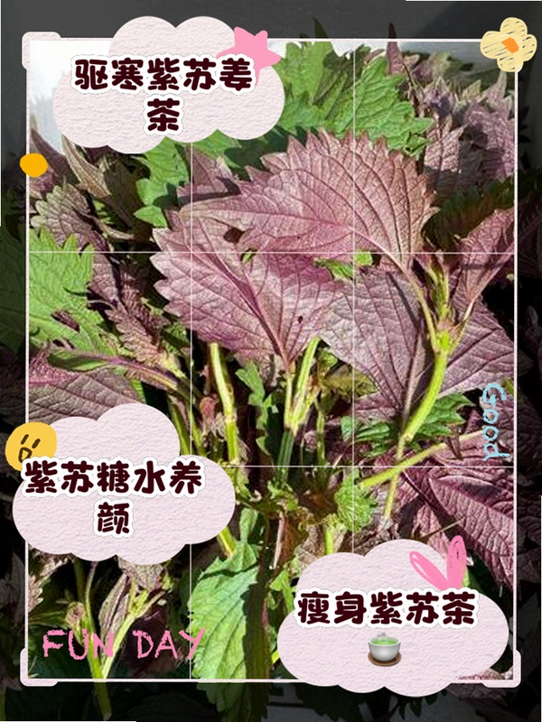 ����֮Ҷ Zisu Zhiye1.0.0 ��ʽ��