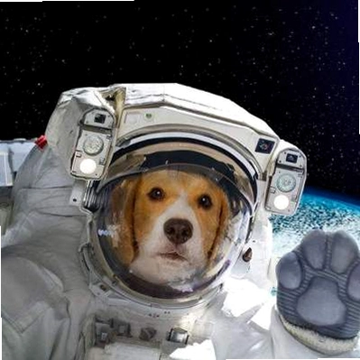 ̫�չ��������˼� Laika in Space2026 ���°�
