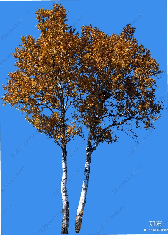 ������ Birch Tree2026 ���°�
