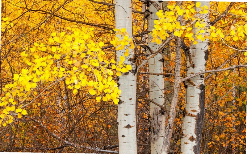 ������ Birch Tree2026 ���°�