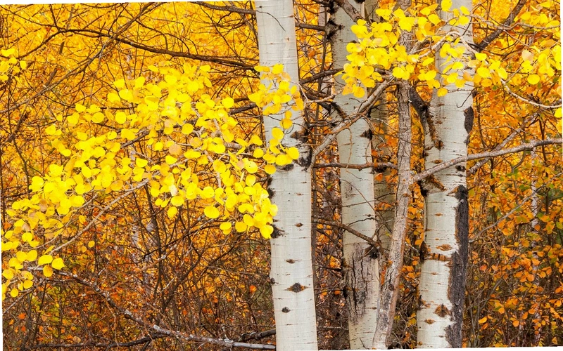 ������ Silver Birch2026 ���°�